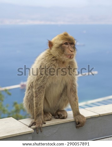 isolated barberry monkey sitting on a wall on the rock of Gibraltar with the sea in the background