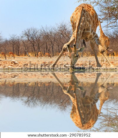 An isolated Giraffe bending down drinking from camp waterhole in Etosha National Park