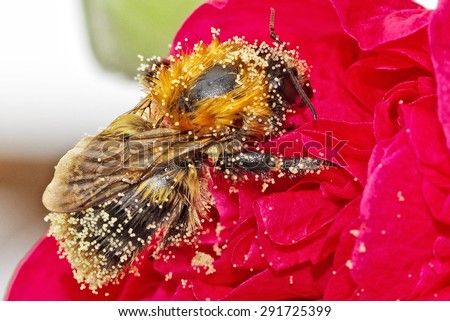 Bee covered pollen on red flower