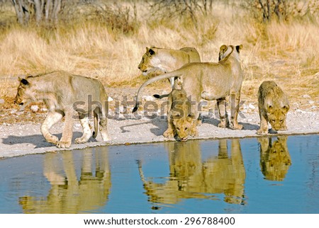 pride of lions drinking at a waterhole in Ongava game reserve