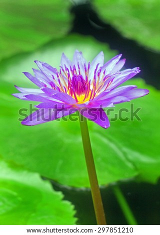 A purple water lily against a vivid green lily pad