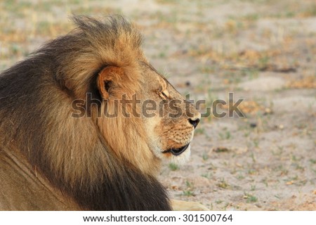 Side Profile of Cecil the Hwange Lion - Zimbabwe