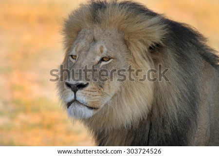 Isolated Profile of Cecil the Lion in Hwange National Park