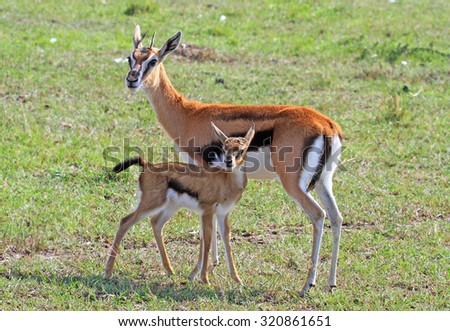 Grants Gazelle and her calf standing on the plains in the Masai Mara - Kenya