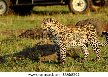 Isolated Leopard on the plains in Africa with a safari truck in the background