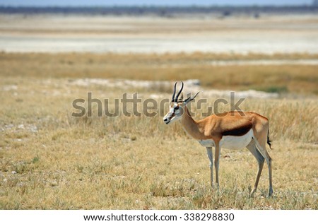 An Isolated Black faced Impala standing on the edge of the Etosha Pan