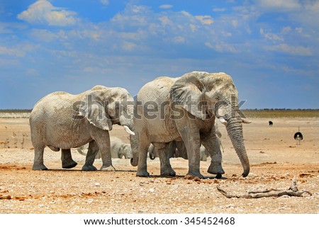 A herd of elephants next to a waterhole in Etosha National park with blue sky and rocky dry plains
