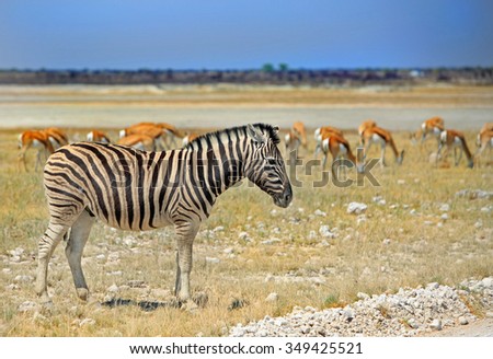 A lone zebra standing on the dry dusty plains in Etosha with springbok in the background