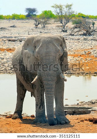 A large Bull elephant standing infant of a waterhole in Okaukeujo Camp