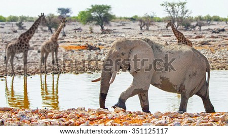 A lone elephant with 2 blurred giraffe in the background next to a waterhole