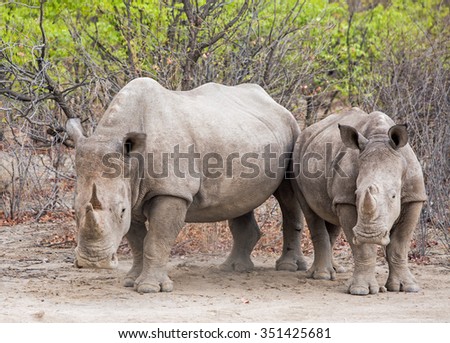Mother and calf White Rhinos in the bush in Ongava Private Reserve