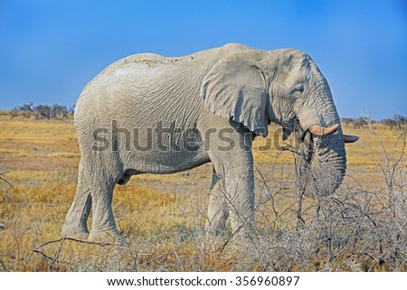isolated elephant on the Etosha plains with a bright vivid blue sky background