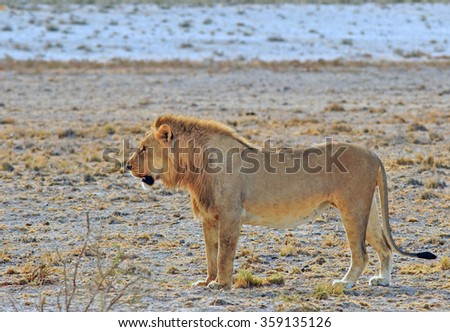A lone Male Lion standing on the Etosha plains surveying the plains