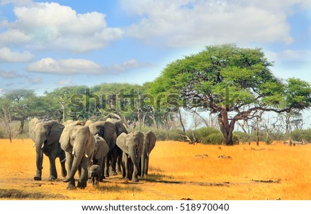 Herd of elephants walking from the bush across the dry parched African Plains with a cloudy blue sky in Hwange national park, Zimbabwe, Southern Africa