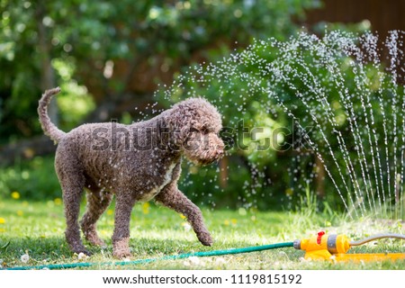 Brown dog is playing with a water sprinkler outdoors on a hot summer day. The dog is cooling itself.