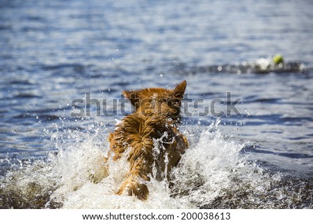 Dog jumps to swim in a lake