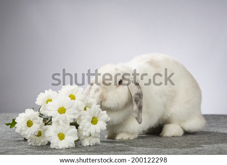 A bunny posing with flowers. Photo taken in a studio.
