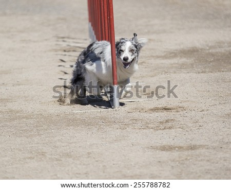 A dog agility in action. An australian shepherd dog is doing great on a slalom point in the agility race. Image taken during sunny day on a sandy track.