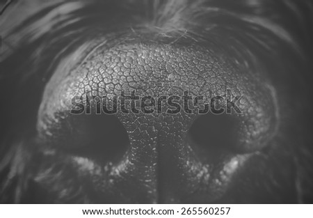 A macro shot from a dog's nose. Image in black and white.