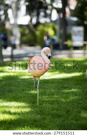 A flamingo standing with one leg.