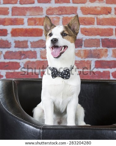 Jack Russell terrier portrait with a red brick wall background. Dog is wearing a black bow.