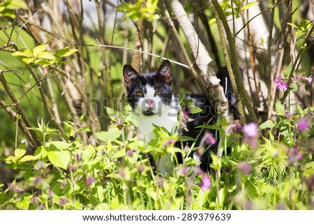 A young cat hiding in the bushes in the countryside.
