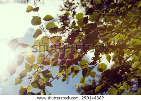 The feel of the coming summer. Image taken through birch leaves against the sun. Image has a strong vintage effect to create artistic flavor.