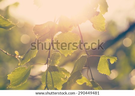A birch leaves against the sun. Fresh leaves try to tell that the summer is coming after all. Image taken in Finland. Image also has a vintage effect.