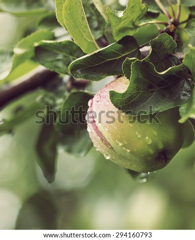 A fresh apple after the rain. Image has a vintage effect applied.