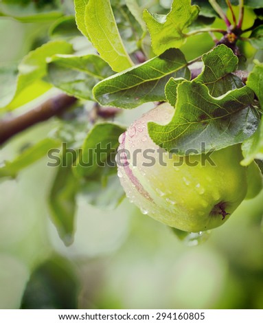 A fresh apple after the rain. Image has a vintage effect applied.