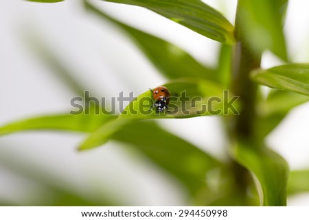 A lady bug wondering around in a flower.