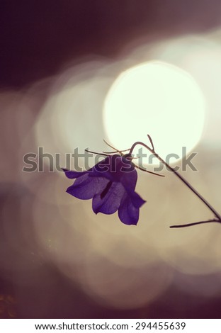 Campanula rotundifolia in a natural and low light. Image has a strong vintage effect applied to create a bit artistic flavor to the image.