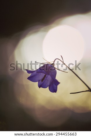 Campanula rotundifolia in a natural and low light. Image has a strong vintage effect applied to create a bit artistic flavor to the image.