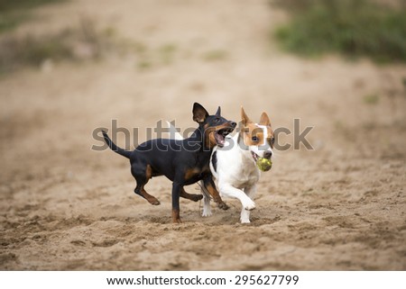 A couple of dogs playing in the dog park on a cloudy day. The dogs breed are Jack russell terrier and miniature pinscher.