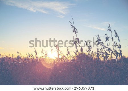 A sunset through the hay and grass in Finland. Image has a flare and vintage effect added to create more artistic flavor to the image.