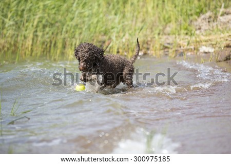 A lagotto romagnolo is fetching the ball from the sea. The dog is enjoying a lot about the running in a water. The dog\'s breed is also known as Italian waterdog.