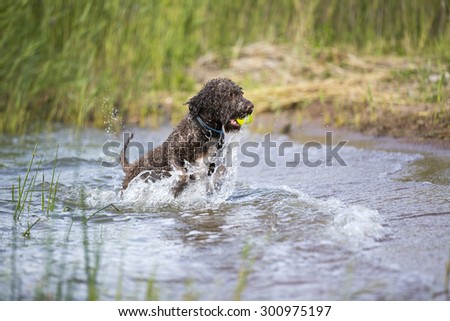 A lagotto romagnolo is fetching the ball from the sea. The dog is enjoying a lot about the running in a water. The dog\'s breed is also known as Italian waterdog.