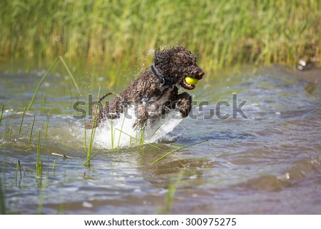 A lagotto romagnolo is fetching the ball from the sea. The dog is enjoying a lot about the running in a water. The dog's breed is also known as Italian waterdog.
