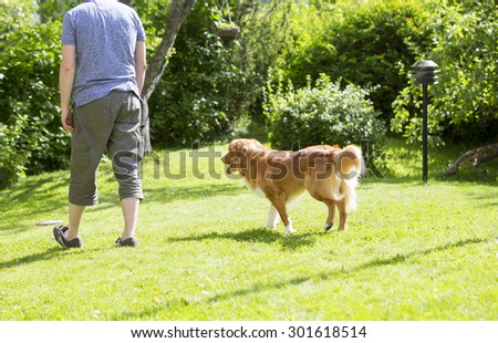 A man is teaching and training the dog outdoor in the park. The dog breed is nova scotia duck tolling retriever. The composition is so to emphasize the situation of teaching.
