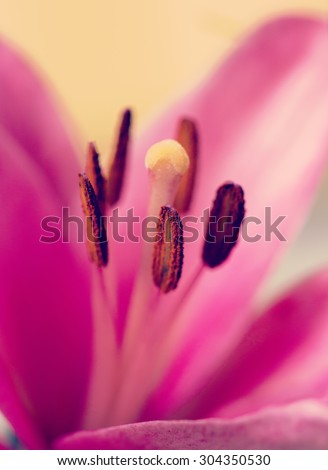 A macro shot of a lily flower. Image has a vintage effect applied to create some artistic flavor.