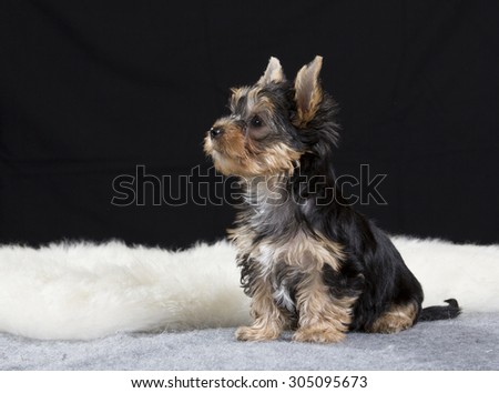 A yorkshire terrier puppy portrait. Image taken in a studio with a black background. The puppy is ten (10) weeks old.