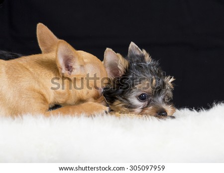 Two dogs are chewing together the same bone. The dog breeds are chihuahua and a yorkshire terrier puppy. Image is taken in a studio.