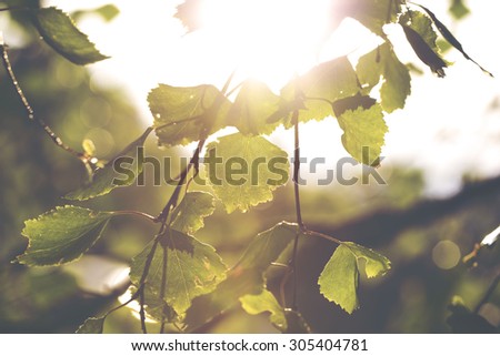 The image is about to tell about the becoming summer. Image taken through birch leaves against the sun. Image has a strong vintage effect to create artistic flavor.