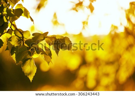 You can almost smell the summer. What a feeling. Image is about fresh birch leaves against the sunlight. Image also has vintage effect to create some artistic angle in it.