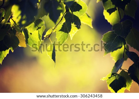 You can almost smell the summer. What a feeling. Image is about fresh birch leaves against the sunlight. Image also has vintage effect to create some artistic angle in it.