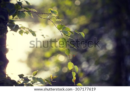 Can you feel the summer. Image taken through birch leaves against the sun. Image has a strong vintage effect to create artistic flavor.