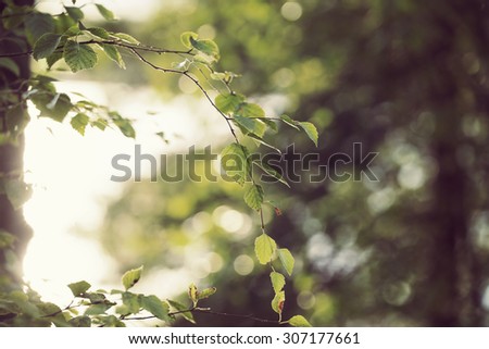 Can you feel the summer. Image taken through birch leaves against the sun. Image has a strong vintage effect to create artistic flavor.