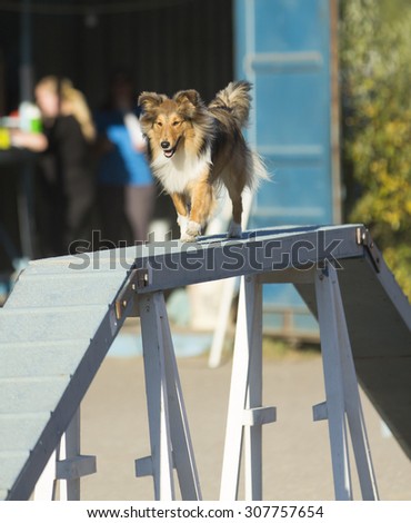 Dog agility in action. Image taken on a summer evening on a sandy track. The dog breed is  shetland sheepdog.
