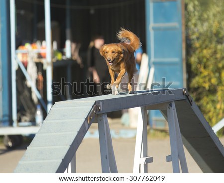 Dog agility in action on a sunny summer evening. Image taken on a sand track. The dog breed is nova scotia duck tolling retriever also known as toller.