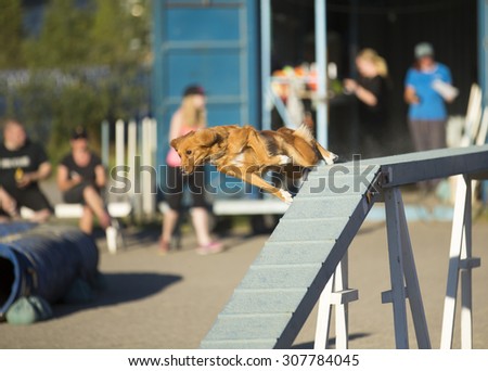 An agility accident. A nova scotia duck tolling retriever is about to fall on an agility event. Image taken on a sunny evening. The dog breed is also known as a toller.